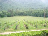 Weinreise Trentino 09 049.JPG