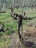 Rebstock Valdipiatta.jpg
