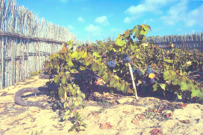 Ramiscoreben in Colares