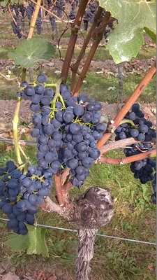 WP_20160917_001.jpg (678.05 KiB) 3971 mal betrachtet Pinot-Trauben im Burgweg.