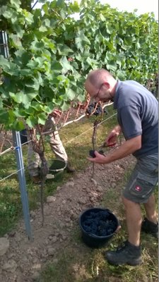 WP_20160917_003.jpg (493.28 KiB) 3971 mal betrachtet Der Chef bei der Arbeit.