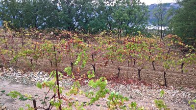 Weinreben der Domaine