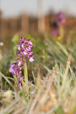 Orchis morio zwischen den Cabernet sauvignon im Enclos
