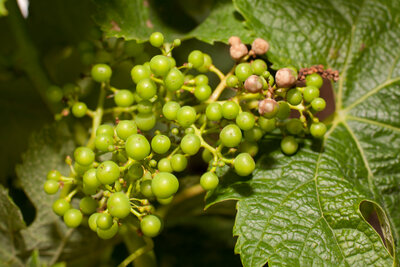 210623-1153_black rot contole-4.JPG (744.33 KiB) 1815 mal betrachtet Schwarzfäule