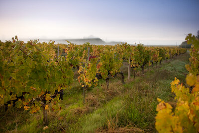 211016-1164_Hebrst-18.JPG (696.94 KiB) 1882 mal betrachtet Cabernet Sauvignon