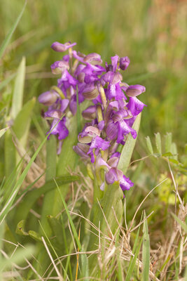 220320-1176_Orchis morio Enclos-4.JPG (636.2 KiB) 5318 mal betrachtet Orchis morio / Kleines Knabenkraut