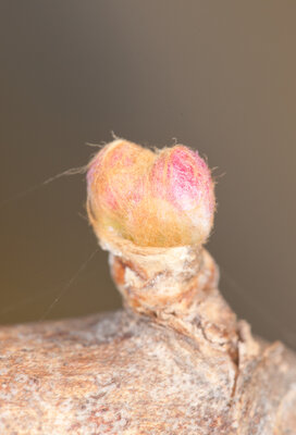 220320-1177_Merlot Knospen-2.JPG (535.15 KiB) 5575 mal betrachtet Merlot Konspe