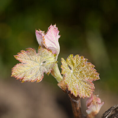 220403-1178_feuilles-9.JPG (826.2 KiB) 4598 mal betrachtet Merlot