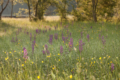 220504-1186_Sommerwiesen-8.JPG (1 MiB) 2110 mal betrachtet Sommerwiesen
