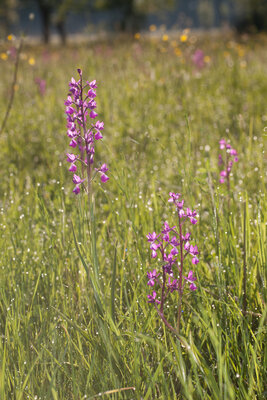 220504-1186_Sommerwiesen-20.JPG (869.25 KiB) 1931 mal betrachtet Lockerblütiges Knabenkraut