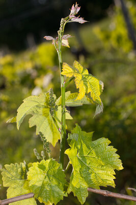 220504-1187_Merlot-4.JPG (749.22 KiB) 1931 mal betrachtet Merlot