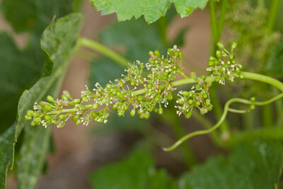 220519 Blüte.JPG (578.36 KiB) 1435 mal betrachtet Blüte