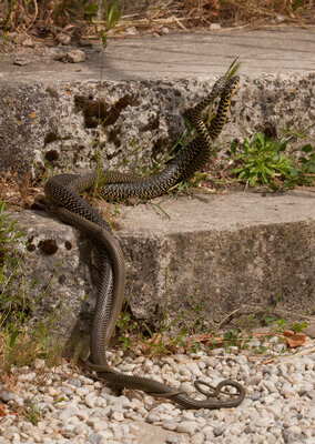 220522-1197_Couleuvre danse-51.JPG (1.22 MiB) 1046 mal betrachtet Couleuvre/Zornnatter Hochzeitstanz