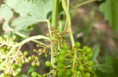 220612-1201_Black Rot contrôle-3.JPG (385.22 KiB) 1607 mal betrachtet Schwarzfäule in der Kontrollparzelle