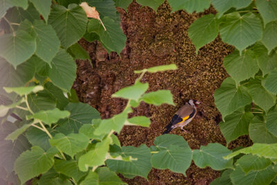 220612-1200_Stieglitz-2.JPG (470.54 KiB) 1607 mal betrachtet Stieglitz