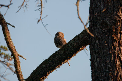 220529-1198_Kauz-3.JPG (409.03 KiB) 1607 mal betrachtet Kauz