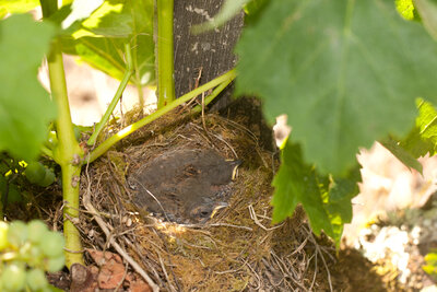 220712-1204_Stieglitz Nest-3.JPG (1.41 MiB) 1203 mal betrachtet Stieglitzküken im Nest