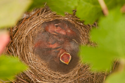 220726-1211_Nest-2.JPG