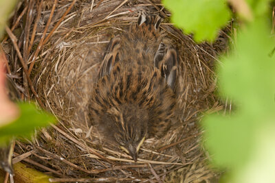 220803-1212_Nest.JPG