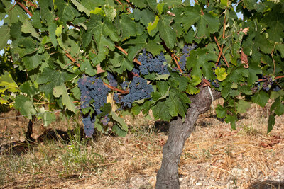 220807-1215_véraison.JPG (2.56 MiB) 1691 mal betrachtet Merlot Traubenfärbung/Véraison