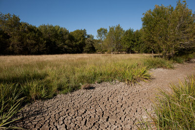 220807-1214_Sommerwiesen-20.JPG (2.64 MiB) 1752 mal betrachtet Sommerwiese