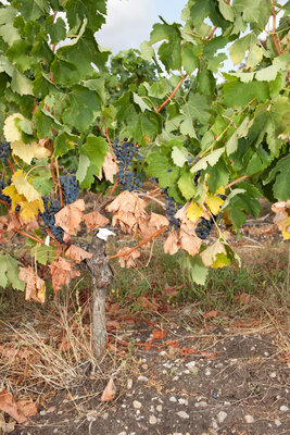 220814-1217_Trockenstress junge Merlot.JPG (2.49 MiB) 1394 mal betrachtet Trockenstress junger Merlots
