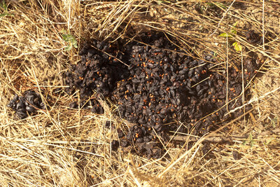 220816-1218_Wildschweine oder Dachs.JPG (2.89 MiB) 2714 mal betrachtet Wildschweinlosung?