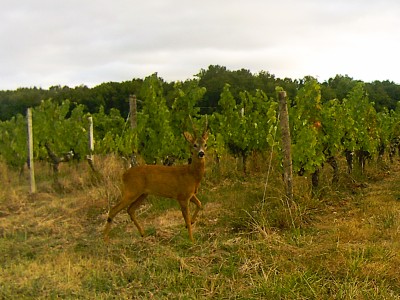 Rehbock.JPG (1.68 MiB) 2459 mal betrachtet Rehbock