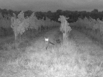 Fuchs.JPG (1.04 MiB) 2415 mal betrachtet Fuchs