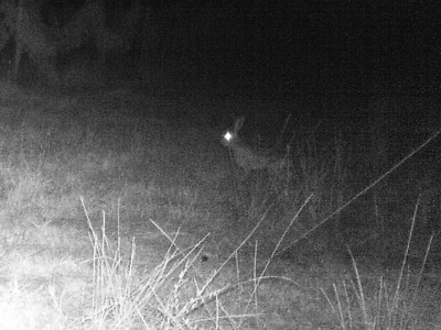 Hase.JPG (953.35 KiB) 2459 mal betrachtet Hase