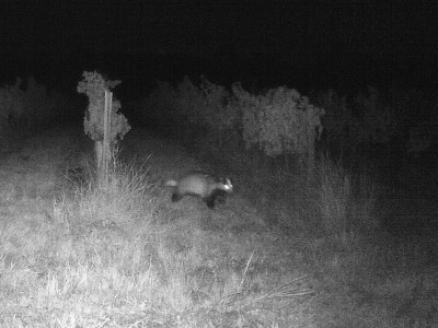 Dachs.JPG (1 MiB) 2415 mal betrachtet Dachs