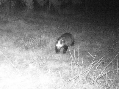 Dachs 2.JPG (789.15 KiB) 2459 mal betrachtet Dachs