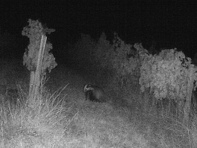 Dachs 3.JPG (593.8 KiB) 1873 mal betrachtet Dachs