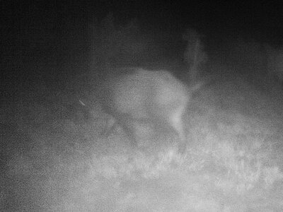 Wildschwein 4.JPG (1.17 MiB) 1917 mal betrachtet Wildschwein