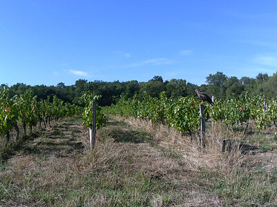 Greifvogel 1.JPG (1.88 MiB) 1917 mal betrachtet Greifvogel