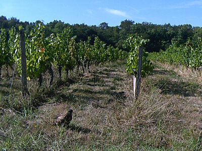 Greifvogel 3.JPG (1.75 MiB) 1917 mal betrachtet Greifvogel mit Schlange