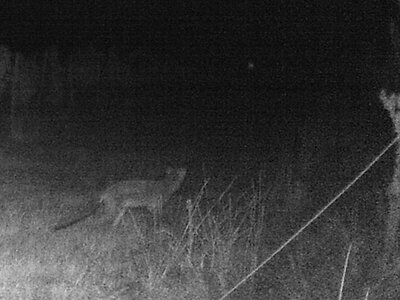 Wildkatze - Fuchs.JPG (553.69 KiB) 2036 mal betrachtet Wildkatze?