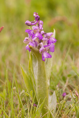 230326-1237_Orchis morio-13.JPG