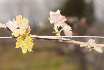 230403-1241_Merlot Garenne-10.JPG