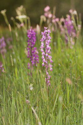 230501-1248_Orchideen-45.JPG