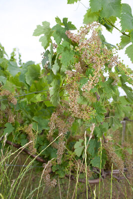 230612-1257_Mildiou Vignes abandonnées-9.JPG