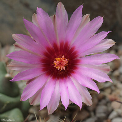 Thelocactus_bicolor_SB_563.JPG