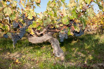 Cabernet Sauvignon