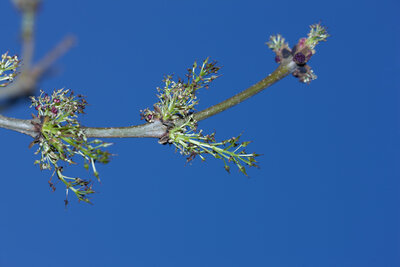 240130-1282_Frêne en fleur-6.JPG (900.06 KiB) 4896 mal betrachtet Blüte der Esche