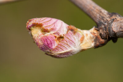 240316-1283_Austrieb.JPG (1.05 MiB) 3760 mal betrachtet Austrieb Merlot