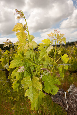 240502-1289_Merlot-3.JPG (1.74 MiB) 3248 mal betrachtet Merlot