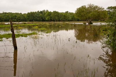240521-1292_Wiesen-7.JPG (1.82 MiB) 2892 mal betrachtet Wiesen - Marais Blanc im Mai