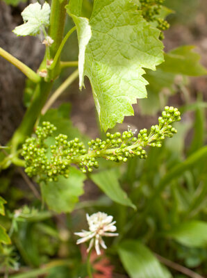 240526-1293_Blüte-5.JPG (1.3 MiB) 2579 mal betrachtet erste Blüte Merlot