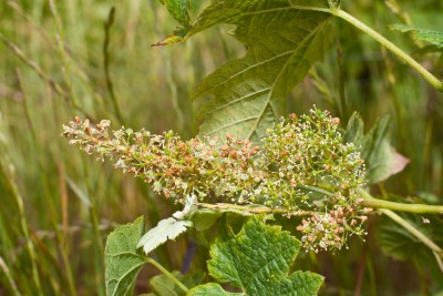 240611-1299_Mildiou sur grappe-3.JPG (1.58 MiB) 1389 mal betrachtet Mildiou auf dem Fruchtansatz - Merlot