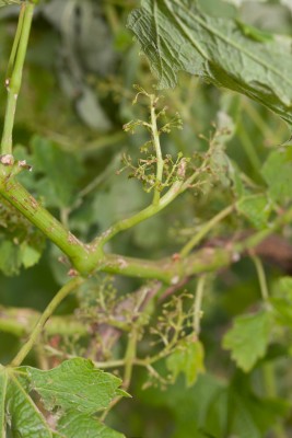 240618-1302_dégats grêle-3.JPG (1 MiB) 2004 mal betrachtet Hagelschaden